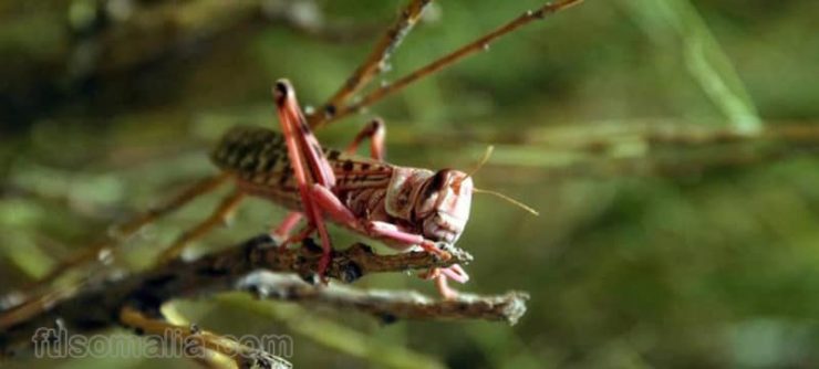 Locust