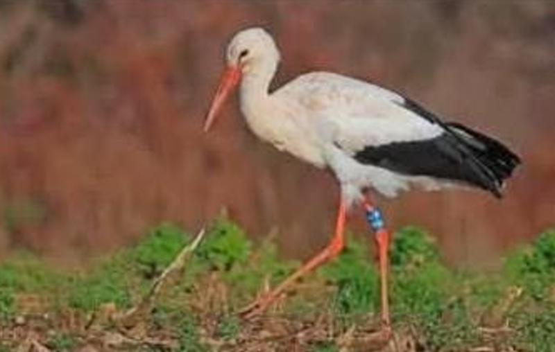 Bird Puntland