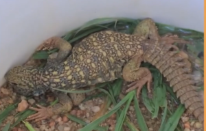 Caasho Badhida Uromastryx